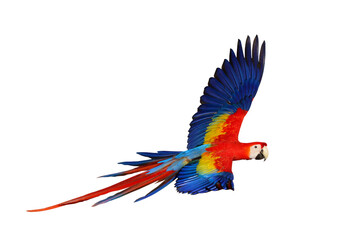 Colorful flying parrot isolated on transparent background png file