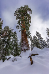 Giant sequoias of Sequoia National Park, California, USA.