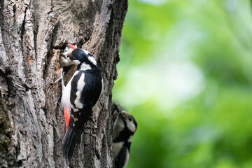 Big spotted woodpecker family feeding chicks
