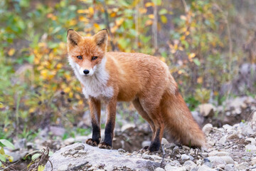 Naklejka na ściany i meble Young red fox sitting on the road