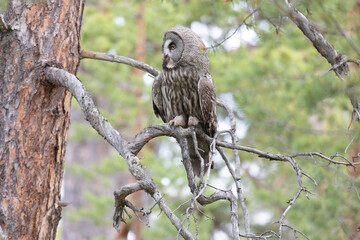 Great gray owl sitting on a tree branch on summer close up