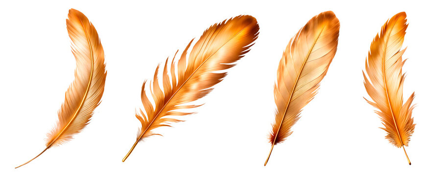 Conjunto de penas douradas, isolado em fundo transparente.