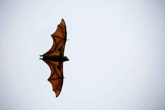 Fruit Bat in Sydney. Gray-headed Flying Fox