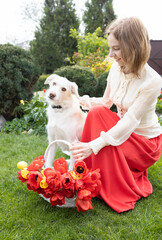 Beautiful tender feminine joyful woman and cute white dog in the garden. red tulips in a white wicker basket standing on green grass. Festive mood. Spring