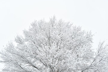 Snowy Tree
