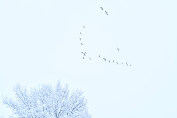 Geese in a Snowstorm