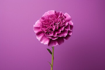  a close up of a pink flower on a purple background with a stem in the center of the flower and a stem in the middle of the flower, on the top of the picture is a purple background is a.