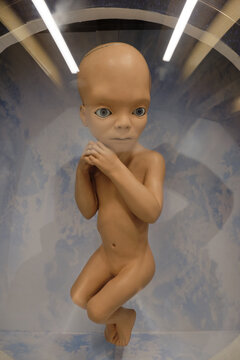 ISTANBUL, TURKEY, NOVEMBER 8, 2022: Movie prop fetus; Star Child used in 2001 A Space Odyssey movie, directed by Stanley Kubrick on display at Istanbul Cinema Museum