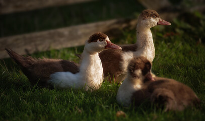 Ducks with Young