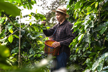 Local coffee farmer man picking coffee beans on tree in coffee plantation