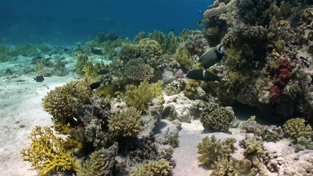 Clear water in coral reef areas allows for better visibility of Red Sea. Coral formations located under crystal clear waters create stunning colors, becoming haven for marine life.