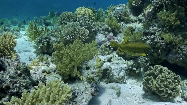 Marine life supported by underwater coral reefs is spectacular. Symbiotic relationship between corals and diverse array of marine species highlights balance that sustains this underwater world.