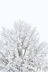 Fototapeta na wymiar Snowy Tree