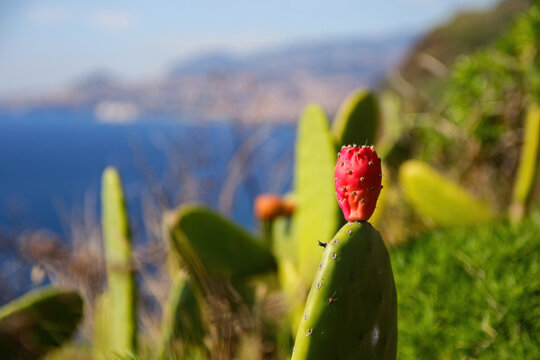 Prickly pear on the leaf of a nopal cactus on the Cape of Garajau in Cani&Atilde;&sect;o near Funchal on Madeira Island (Portugal) in the Atlantic Ocean