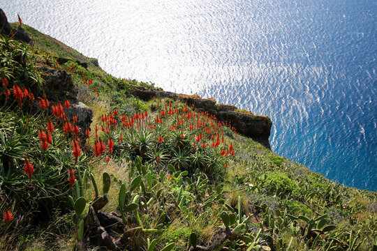 Aloe arborescens red flowers on the Cape of Garajau in CaniÃ§o near Funchal on Madeira Island (Portugal) in the Atlantic Ocean