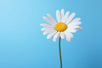 Plant blue flower chamomile white summer spring yellow background daisy beauty nature
