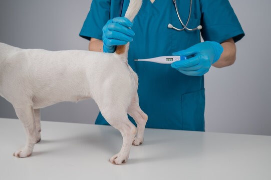 A veterinarian measures a dog's temperature rectally with an electronic thermometer.