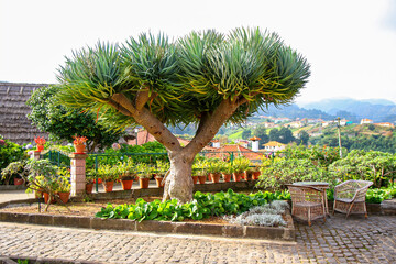 Dragon tree "Dracaena draco", an ornamental plant native from Macaronesia and endemic to Madeira island (Portugal) in the Atlantic Ocean