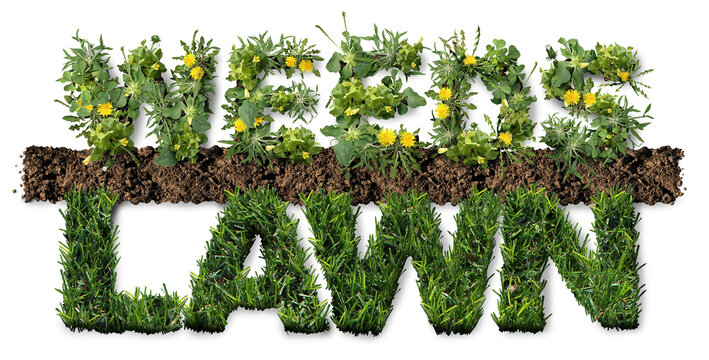 Healthy Lawn And Weeds as grass pest plants as dandelion with clover and crabgrass pest weed control problem as unwanted plants representing herbicide use in the garden and weed control.