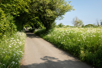 Verdant country lane lined with cow parsley in spring afternoon sunshine, Leckhamstead, near Newbury, Berkshire, England, United Kingdom, Europe