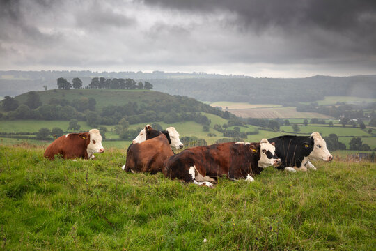Cows laying down on rainy day along Cam Long Down with Downham Hill and farmland in distance under heavy grey sky, Dursley, Cotswolds, Gloucestershire, England, United Kingdom, Europe