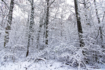 A wonderful winter forest in Bavaria