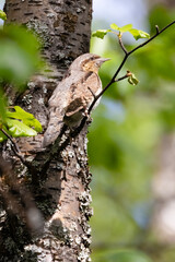 northern wryneck