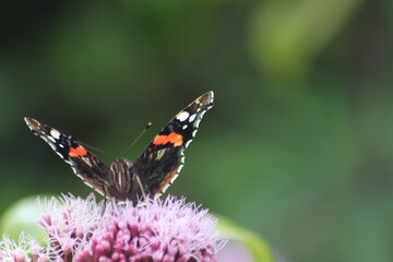 butterfly on a flower