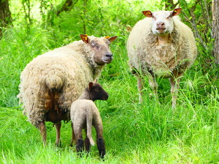 Obraz premium Des moutons dans la campagne au printemps