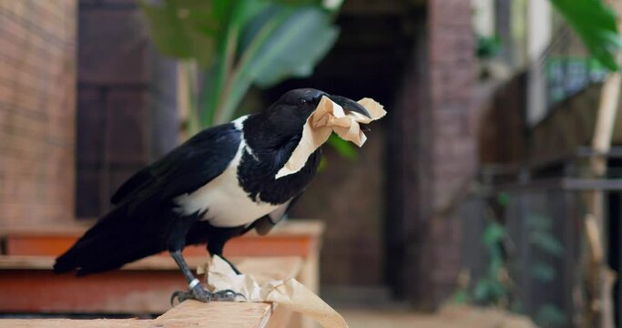 Intelligent magpie pulls paper from trash, carries beak, highlighting pollution issue. Magpie demonstrates environmental concern. Magpie scene reflects urgent need for pollution awareness.