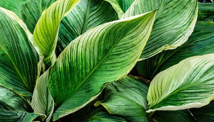 leaves of spathiphyllum cannifolium abstract green texture nature background tropical leaf
