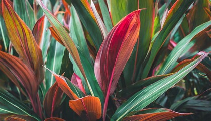 leaf or cordyline fruticosa leaves colorful vivid tropical nature background