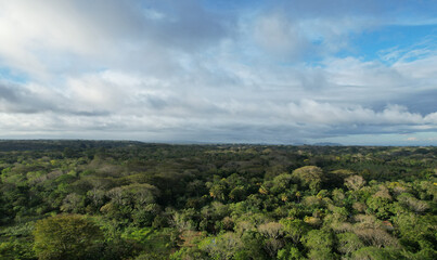 Fototapeta premium Tropical jungle background