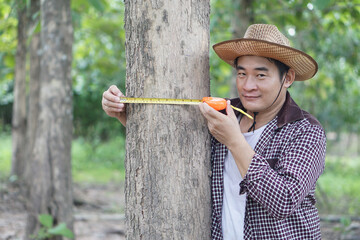 Asian man botainst use measuring tape to measure trunk of tree. Analysis and research about growth...