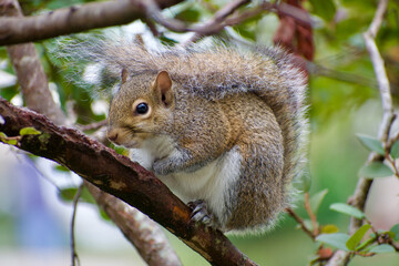 Naklejka na ściany i meble Grey squirrel (sciurus carolinensis) on a tree branch 