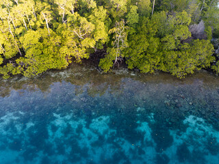 Seen from above, a coral reef fringes a blue water mangrove forest in Raja Ampat, Indonesia. This region supports the greatest marine biodiversity on the planet and is a popular amongst scuba divers.