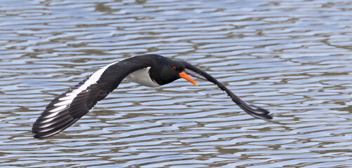 Eurasian oystercatcher