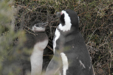 Punta Tombo is home to the world’s largest colony of Magellanic penguins. You can also see other wildlife like guanacos and ñandúes.