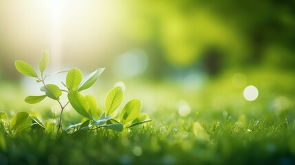 Enchanting Garden Bliss: Lush Green Leaves Basking in the Summer Sunlight, a Captivating Nature Scene Full of Freshness and Vibrancy