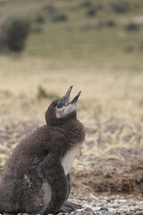 Punta Tombo is home to the world’s largest colony of Magellanic penguins. You can also see other wildlife like guanacos and ñandúes.