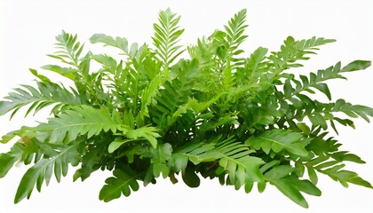 green leaves tropical foliage plant bush of wart fern or monarch fern phymatosorus scolopendria the garden landscaping shrub on white background clipping path included - obrazy, fototapety, plakaty