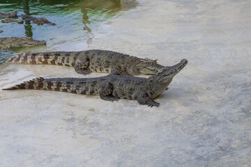 The crocodile is stay near the river