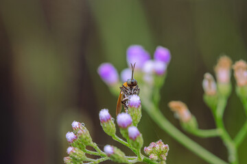 toxpora insect or often called 