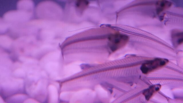 X-ray fish swimming in fish tank