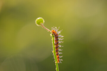 yellow butterfly with a beautiful background, as well as details of a butterfly