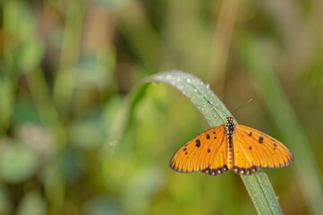 yellow butterfly with a beautiful background, as well as details of a butterfly