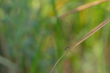 toxpora insect or often called 