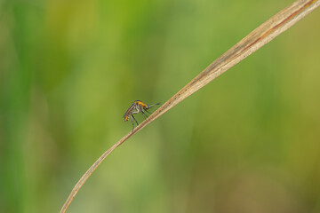 toxpora insect or often called 