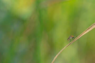 toxpora insect or often called 