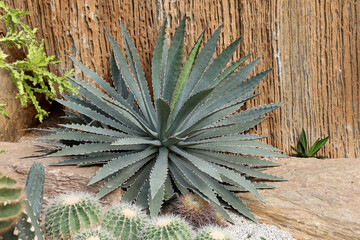 Naklejka na ściany i meble close up big cactus on the rock in garden
